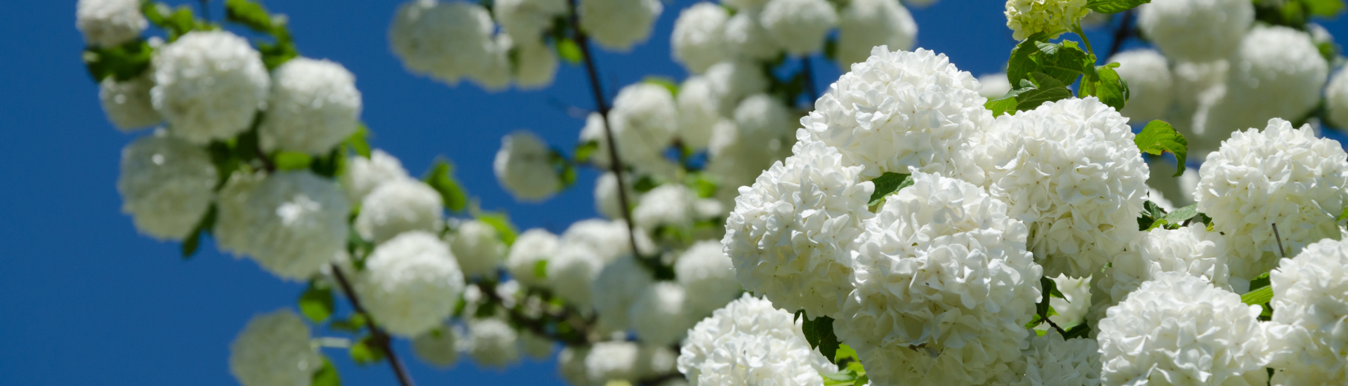 pflanzen - sträucher